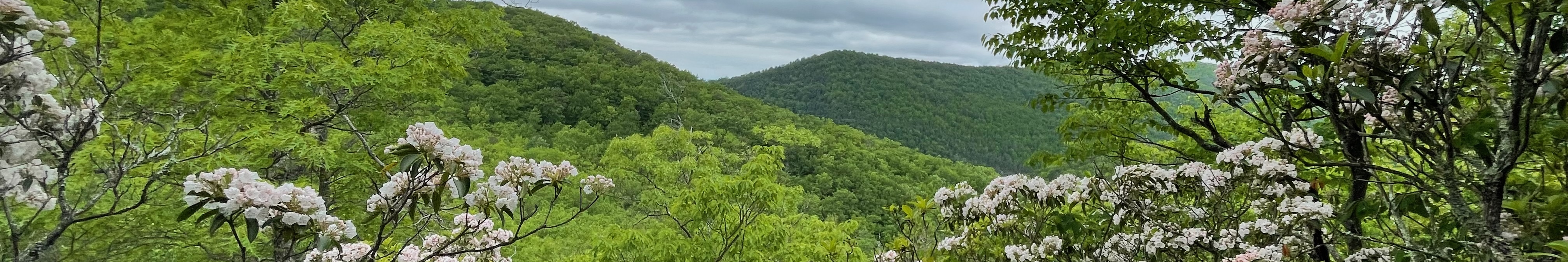 Site banner